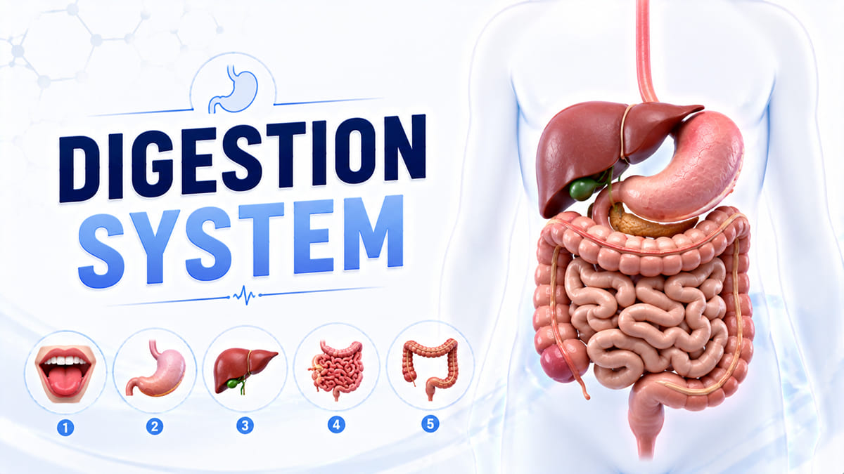 Pet Me Khana Kaise Pachta Hai? | 3D Digestion System